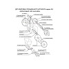 Шестерня привода верхней оси Foodatlas для JGL-120 (42 зуба) фото